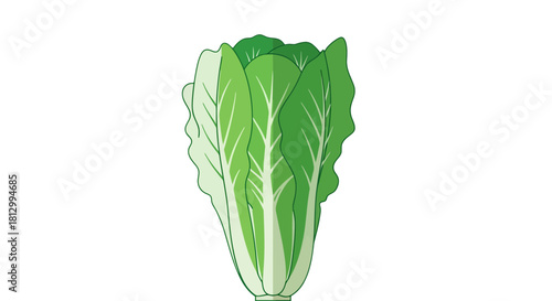 Fresh Napa Cabbage Illustration Against a Deep Black Background, Isolated and Vibrant