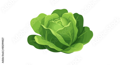 Freshness Of A Cabbage Against A Stark Black Backdrop Ideal For Digital Artwork