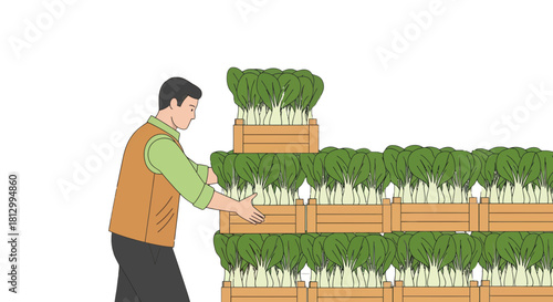 Fresh Produce Distribution Depicts Farmer Stacking Boxes Of Harvested Bok Choy Vegetables