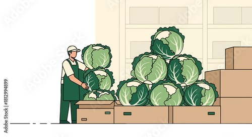 Fresh Produce Distribution: Farmer Sorting and Stacking Cabbages for Shipment
