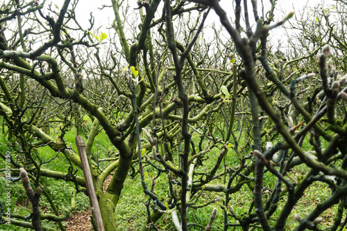Branches and Twigs of an Orchard in Winter