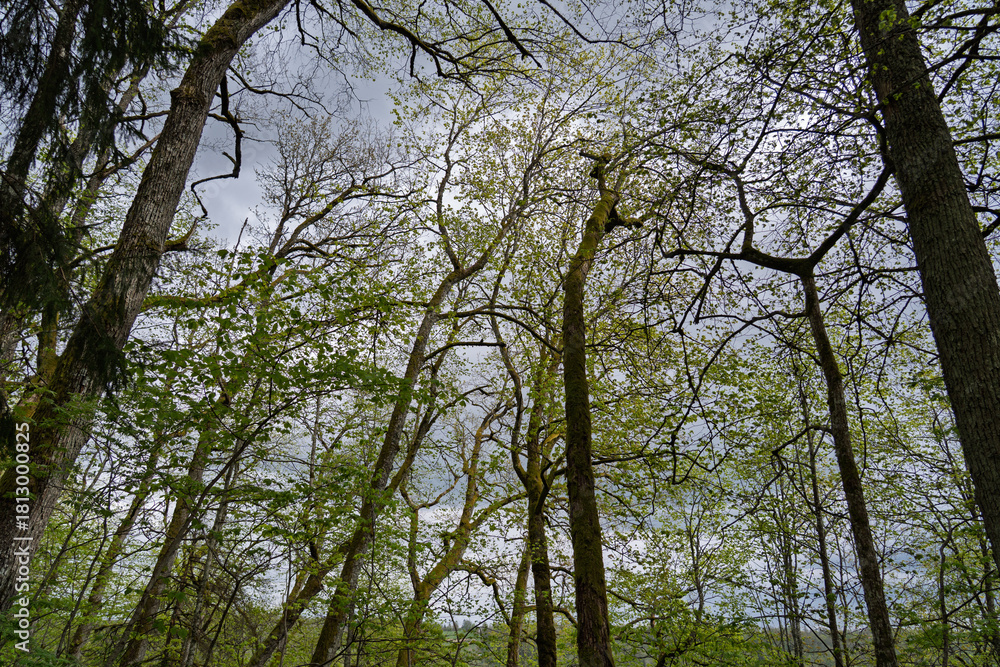 Obraz premium A low-angle shot of a forest canopy with new leaves emerging on the trees under a cloudy sky in from Hunter's Lodge Observation deck, Skatu laukums Mednieku namiņš, in Sigulda, Latvia