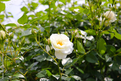 Beautiful roses blooming in a Japanese public garden.