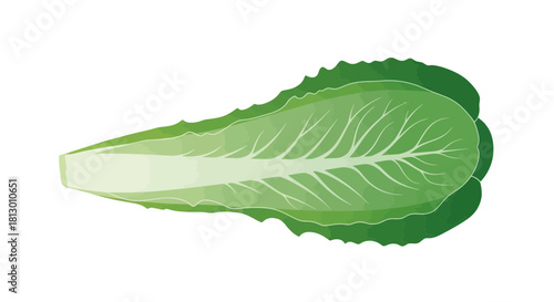 Healthy And Fresh Lettuce Leaf Illustration Isolated On Black Background For Dietary Use