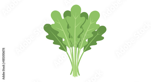 Healthy And Fresh Rocket Leaves Illustration On Black Background For Visual Projects