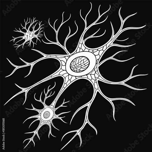 Multiple White Neuron Cells on Black Background nerve