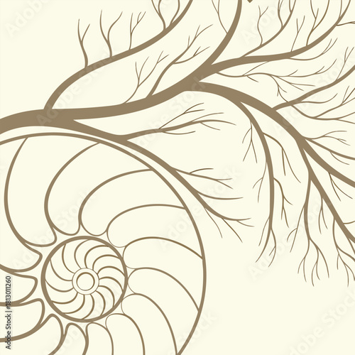 Nautilus Shell Section With Branching Tree Limbs spiral