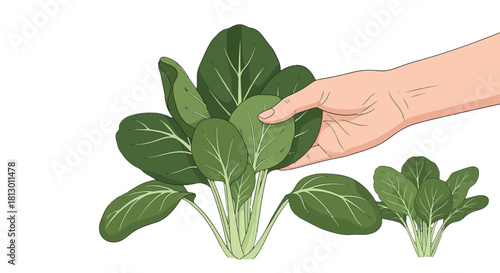 Healthy Hand-Picked Greens: Freshly Harvested Plants on Black Isolated Background