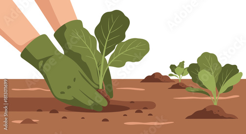 Hands Planting Seedlings In The Soil With Green Gloves On A Black Background Scene