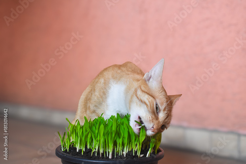 Orange Cat Eating Potted Corn Grass  - Close Up