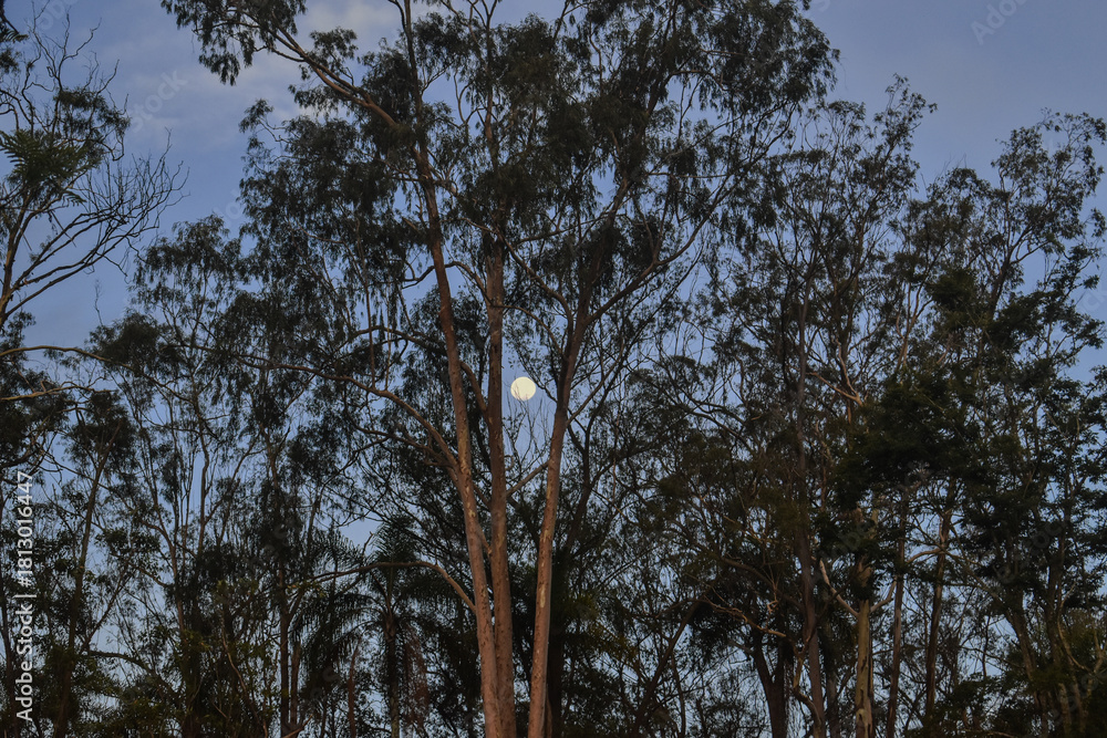 Fototapeta premium Moody Twilight Sky with Full Moon and Tree Silhouettes – Purple Blue Dusk Atmosphere