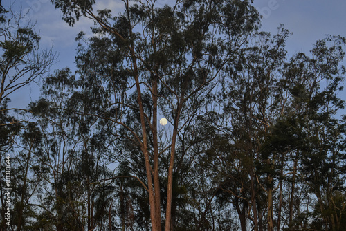 Moody Twilight Sky with Full Moon and Tree Silhouettes – Purple Blue Dusk Atmosphere