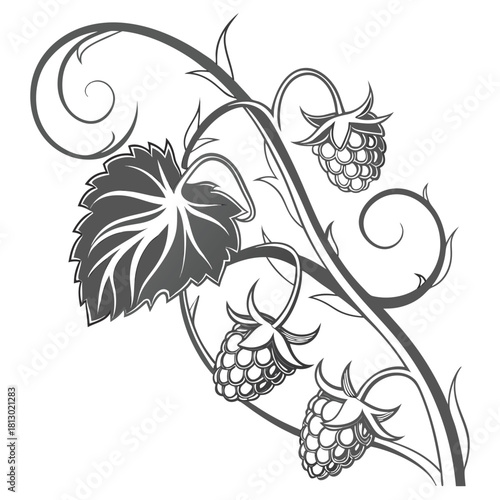 Stylized Raspberry Branch with Leaves and Swirls fruit