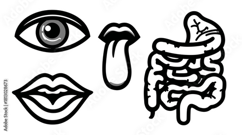 Human Anatomy Vector Line Art Icons: Eye, Mouth, Tongue, Intestines. Biology, Senses & Internal Organs Illustration.