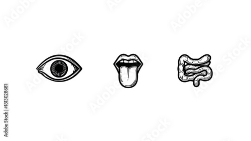 Detailed vintage style illustrations of human anatomy: eye, mouth with tongue, and intestine. Essential medical and biology symbols.