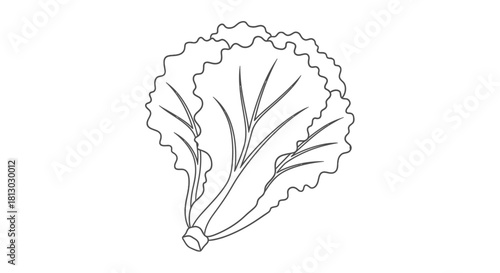 Minimalist Lettuce Illustration Isolated on Black Background for Healthy Eating Concepts