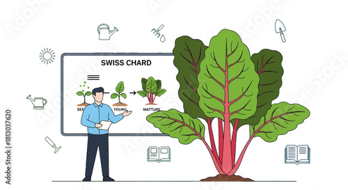 Swiss Chard Presentation Demonstrating Growing Processes for Educational and Horticultural Purpose