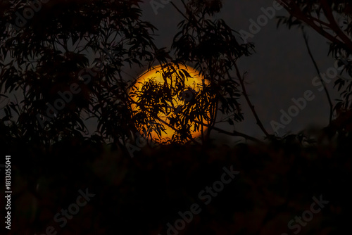 Photograph of the November 2025 Beaver Moon Supermoon over the Blue Mountains in NSW, Australia.