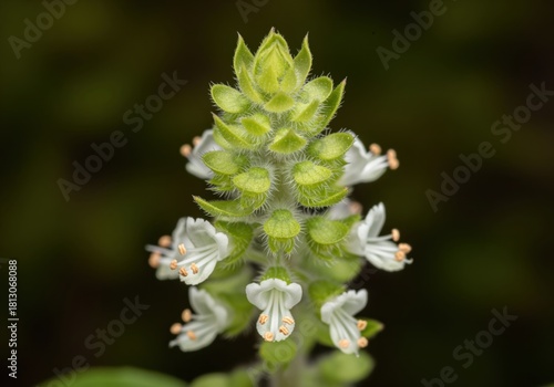Macro close up of holy basil flower spike, showing white blossoms and apical meristem