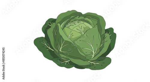 Vibrant Green Cabbage Head On Black Background Freshly Drawn Plant Healthy Food