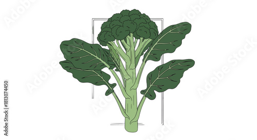 Vibrant Illustration of a Fresh Broccoli with Detailed Green Leaves Growing Upright
