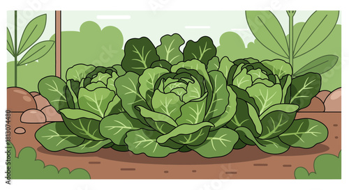 Vibrant Illustrated Cabbage Plants Growing In A Garden With Greenery And Lush Details