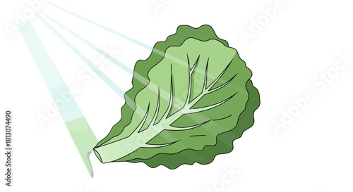 Vibrant Lettuce Illuminated by Sunlight in a Minimalistic and Artistic Composition