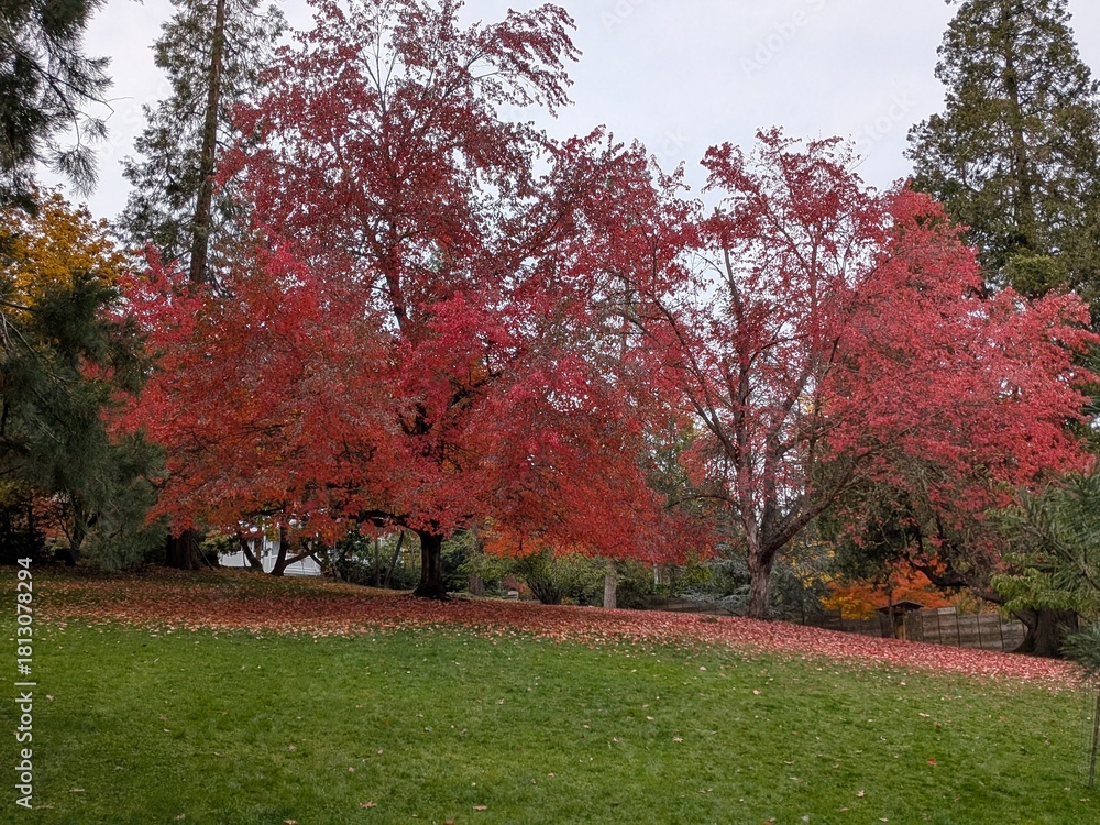 Naklejka premium Scenic park with bright green lawn, two massive red-leaf trees, and surrounding yellow and green foliage under a clear blue sky, showing peak autumn color.
