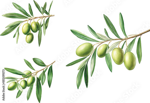 set of Green Olives Branch Watercolor  vector illustration