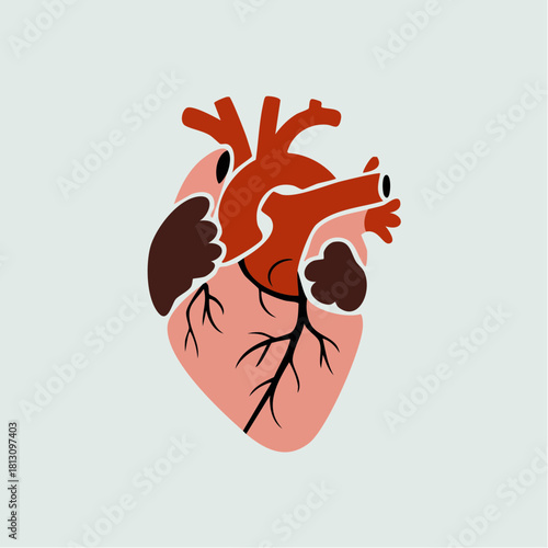 Human Heart Anatomy Illustration.