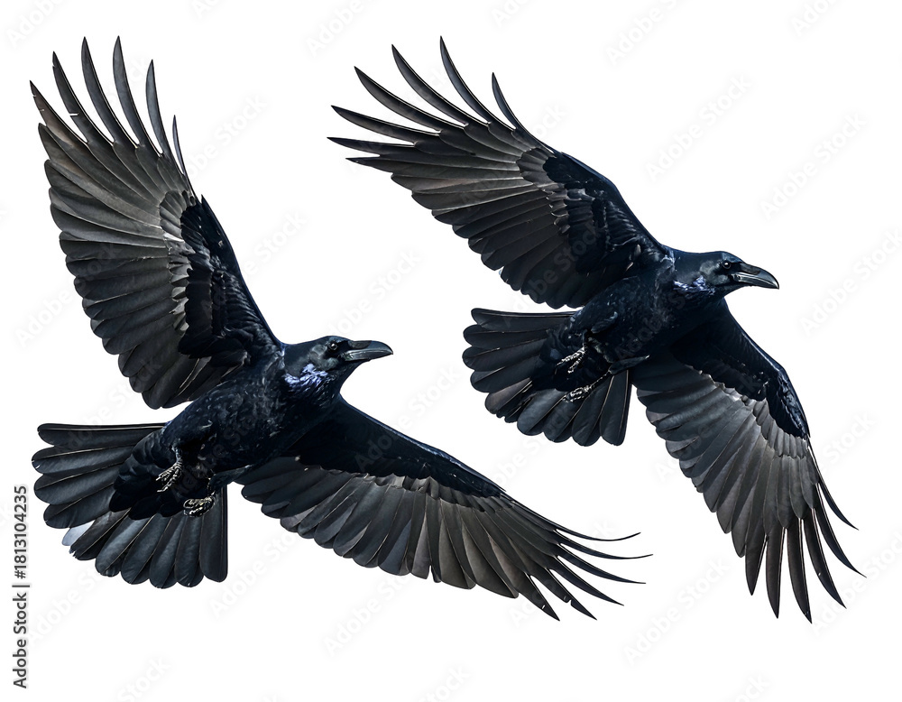 Obraz premium Two birds of prey soaring with wings spread