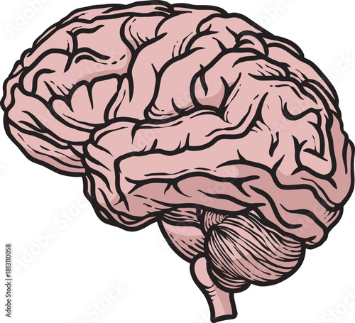  Human brain Detailed Vector Illustration
