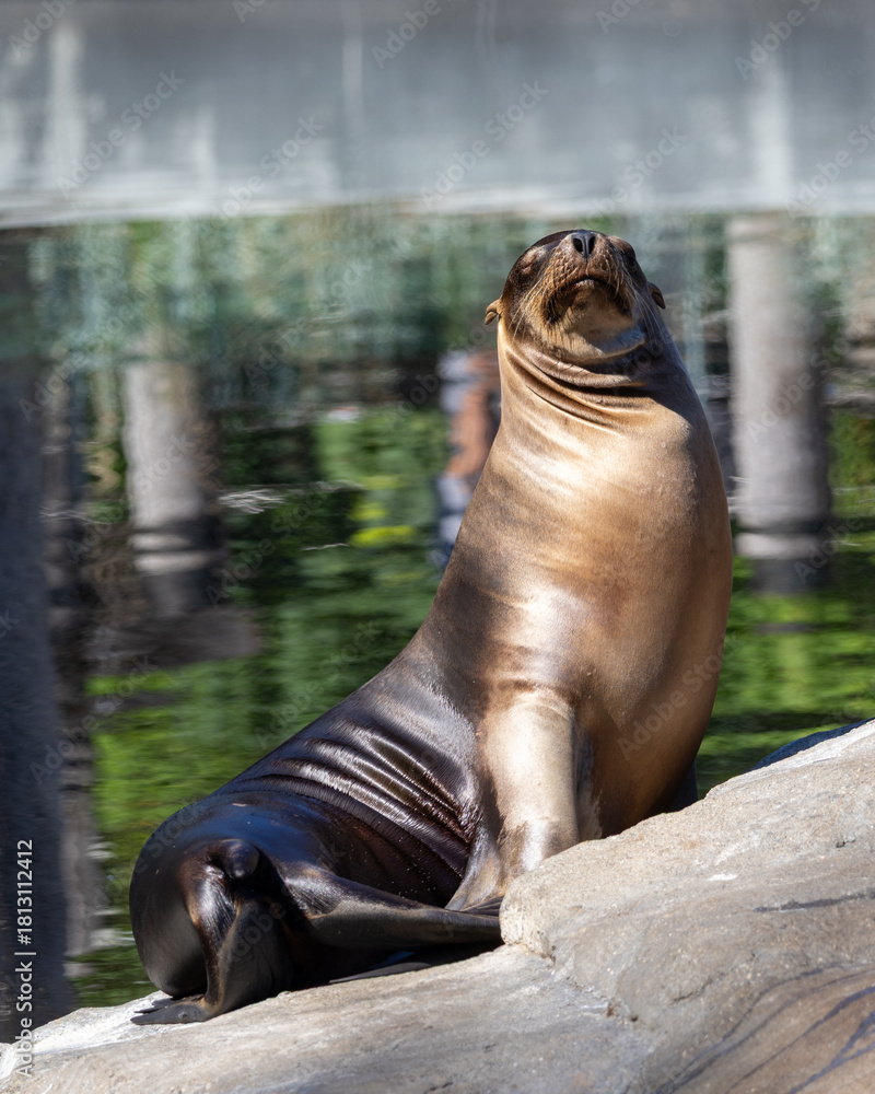 Fototapeta premium a seal resting on a rock