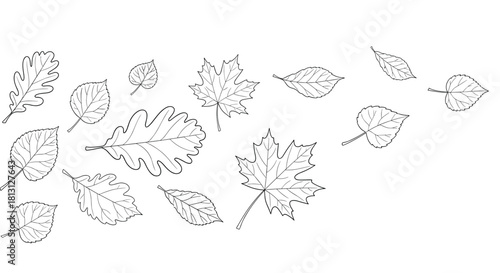 A diverse collection of hand-drawn autumnal leaves, showcasing various tree species like oak, maple, and birch, scattered on a white background.