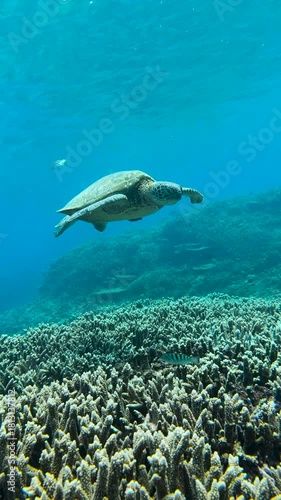 A beautiful Green Sea Turtle swimming below the surface in crystal clear blue waters of a tropical reef lagoon on the Great Barrier Reef, QLD Australia.	
