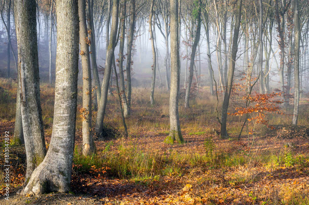 Fototapeta premium Beech forest in the fog with fallen leaves and old tree trunks.
