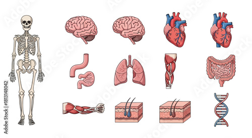 Anatomy Illustration Diverse Human Body Organs and Skeletal System Depicted for Educational and Medical Use