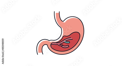 Human Stomach Anatomy Illustration with Digestive Tract and Internal Organs