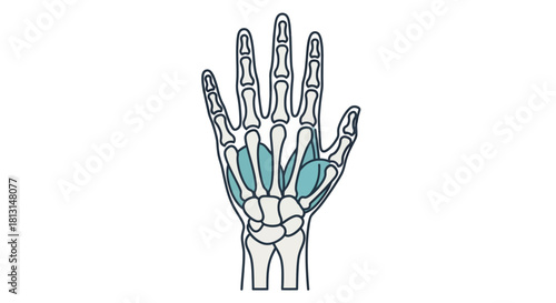 Detailed anatomical illustration of the human hand, a clear diagram showing bones and highlighted muscles, perfect for medical education and biological studies