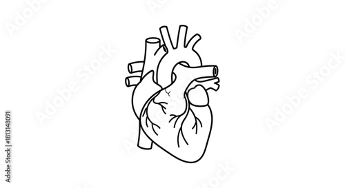 Minimalist outline drawing of a human heart organ, representing cardiology, biology, and the concept of life