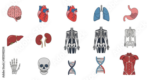 Comprehensive collection of human anatomy illustrations featuring internal organs, skeleton, and DNA helix