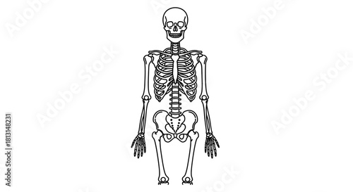 Comprehensive black and white line art illustration of the human skeleton, depicting full body anatomy and bone structure for educational or medical use
