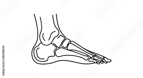 Anatomical Illustration of the Human Foot Skeleton in Profile View