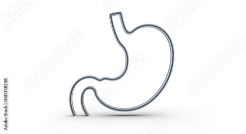 Human Stomach Anatomy Outline Illustration for Medical or Educational Purposes