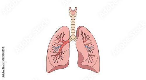 Anatomical illustration of the human respiratory system showing lungs, trachea, and bronchi for medical education