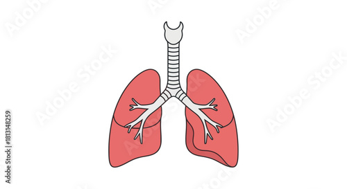 Anatomical diagram of the human respiratory system with lungs, trachea, and bronchi, symbolizing breath and vitality
