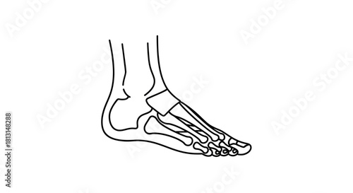 Anatomy of the Human Foot A Detailed Illustration of the Skeletal Structure and Bones