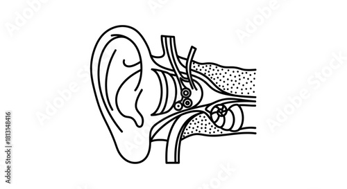 Anatomical line art illustration of the human ear structure, showing the outer, middle, and inner ear for a medical and educational concept