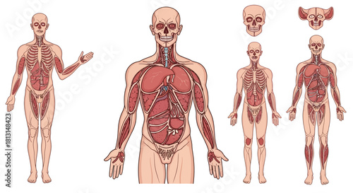 Detailed vector illustration of human anatomy showcasing various body systems, skeletal structures, and internal organs for comprehensive medical education and biological study