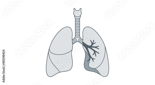 Minimalist medical illustration of the human respiratory system with lungs and bronchial tree